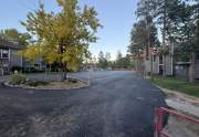 New-birch-pavement-with-tree